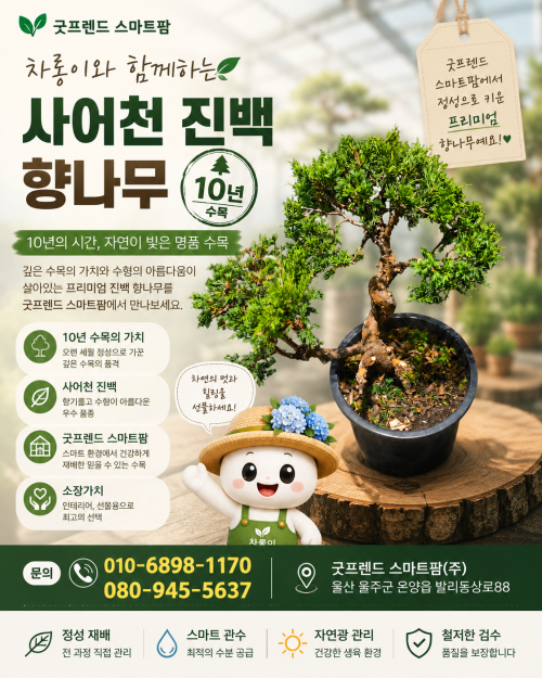 사어천 진백 향나무 분재